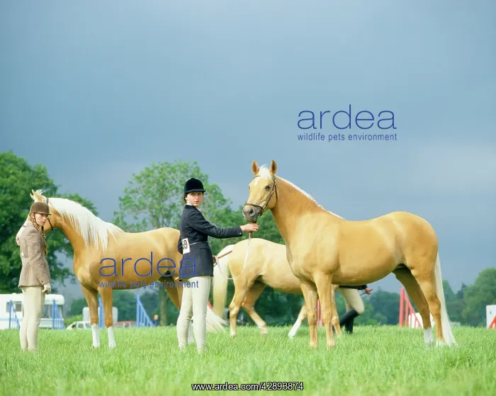 : Horse - Palomino on show - with girl rider : Horse - Palomino on show - with girl rider