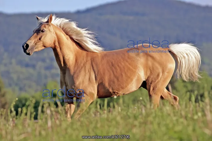  : Horse Palomino mare cantering over meadow
