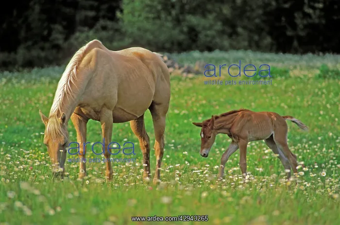 : Horse - Palomino Mare and Foal grassing in meadow of flowers : Horse - Palomino Mare and Foal grassing in meadow of flowers