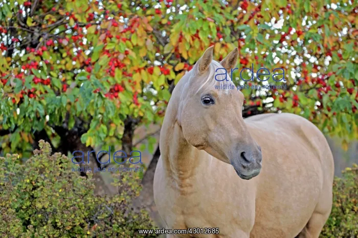 : Horse Palomino mare standing in front of Crabbapple : Horse Palomino mare standing in front of Crabbapple