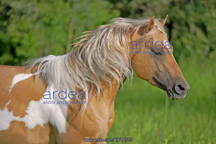  : Horse Palomino Paint Stallion