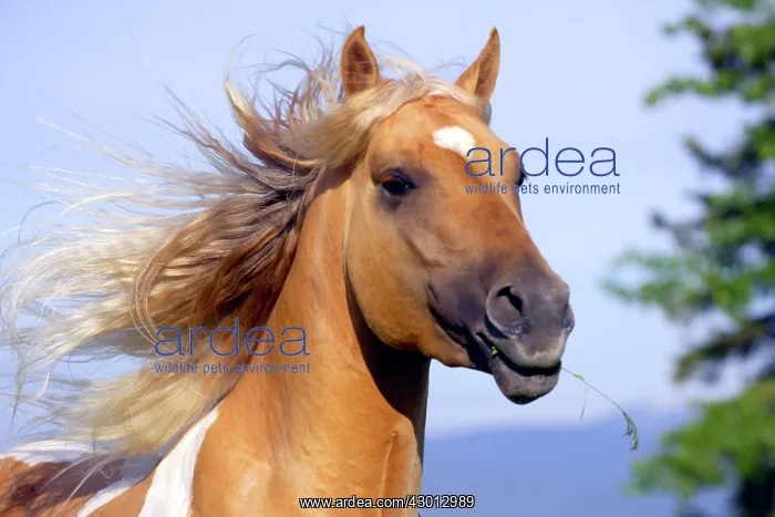 : Horse Palomino Paint stallion galloping closeup portrait : Horse Palomino Paint stallion galloping closeup portrait