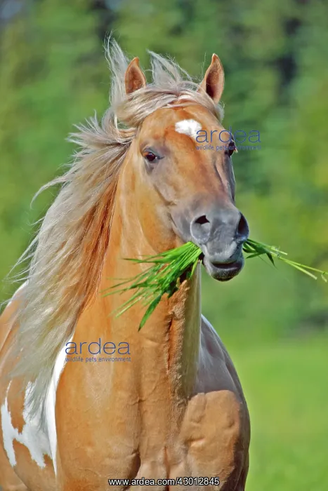 : Horse Palomino Paint stallion with grass in mouth galloping : Horse Palomino Paint stallion with grass in mouth galloping