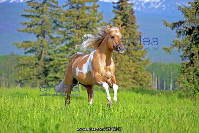  : Horse Palomino Paint stallion running in meadow