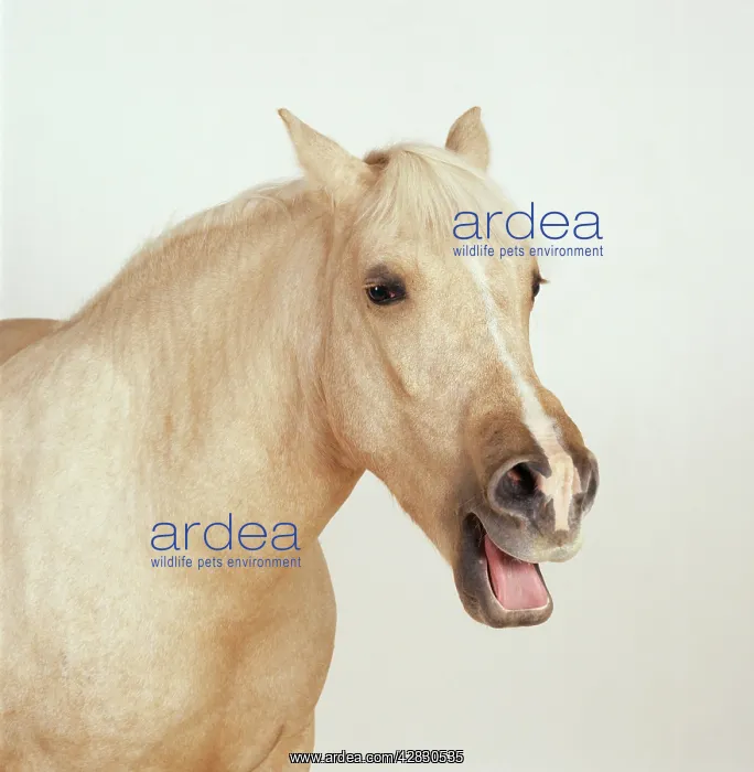  : Horse - Palomino Pony