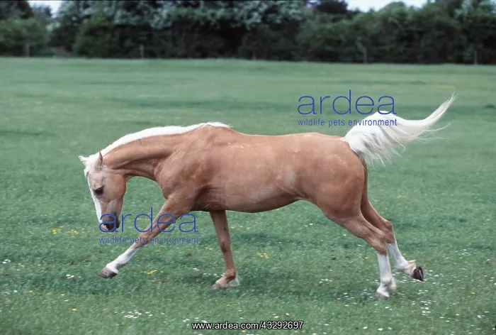 : HORSE - PALOMINO PONY Cantering : HORSE - PALOMINO PONY Cantering