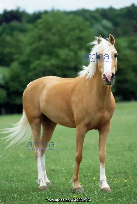 : Horse - Palomino Pony in field : Horse - Palomino Pony in field