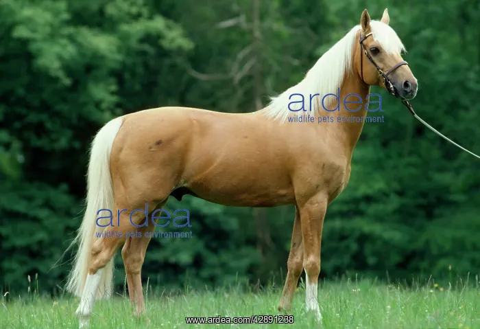  : Horse - Palomino Pony in field