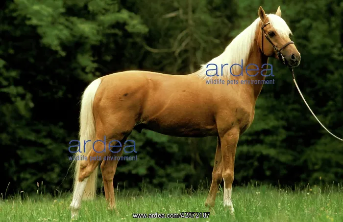  : Horse - Palomino pony on rein