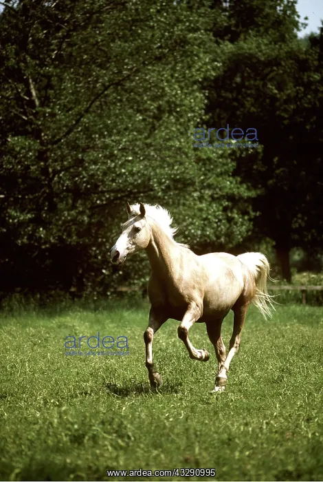 : Horse - Palomino Pony, Running : Horse - Palomino Pony, Running