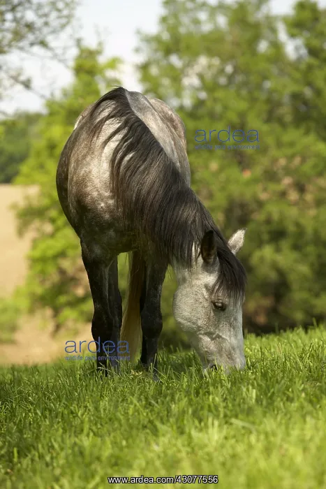 : Horse in a pasture : Horse in a pasture