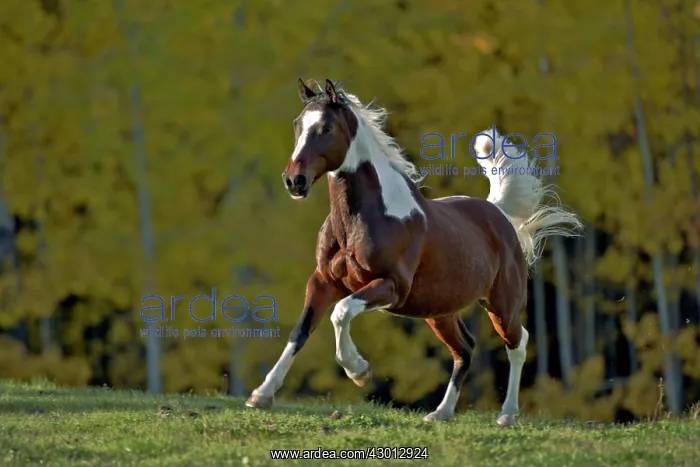 : Horse Pinto Arabian Gelding galloping in meadow in autumn : Horse Pinto Arabian Gelding galloping in meadow in autumn