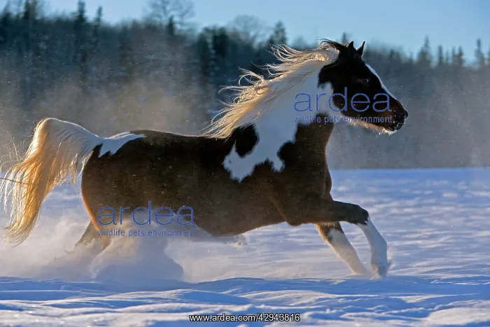 : Horse - Pinto Gelding galloping on meadow in fresh snow : Horse - Pinto Gelding galloping on meadow in fresh snow