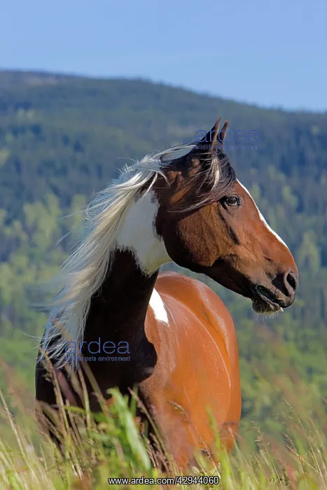 : Horse - Pinto Gelding standing in subalpine meadow : Horse - Pinto Gelding standing in subalpine meadow
