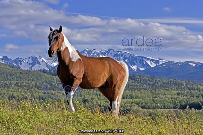 : Horse - Pinto Gelding standing on subalpine meadow : Horse - Pinto Gelding standing on subalpine meadow