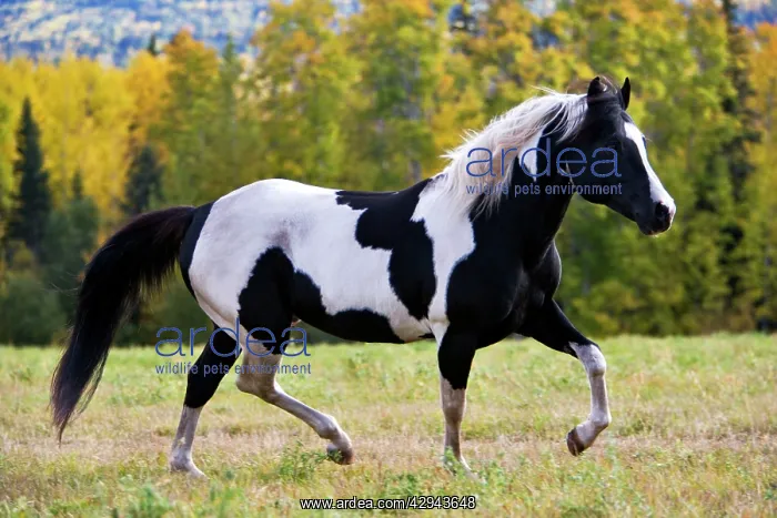 : Horse - Pinto Stallion running free in meadow : Horse - Pinto Stallion running free in meadow