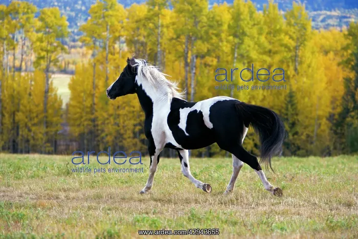 : Horse - Pinto Stallion running free in meadow : Horse - Pinto Stallion running free in meadow