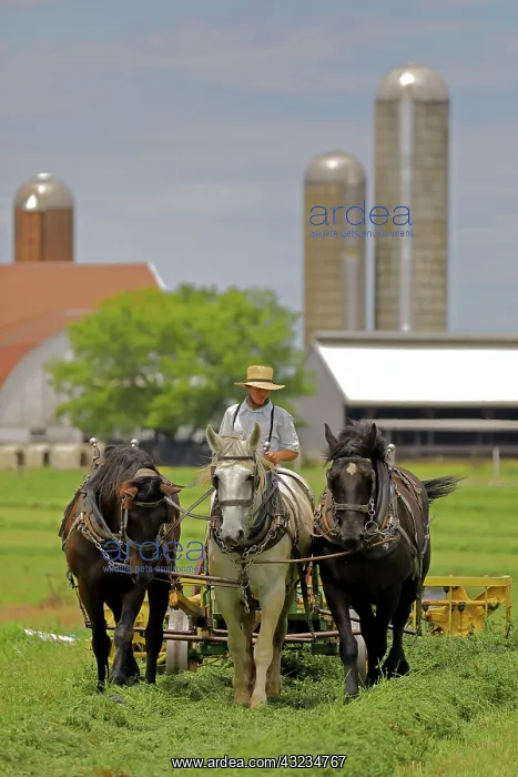  : Three horse plough
