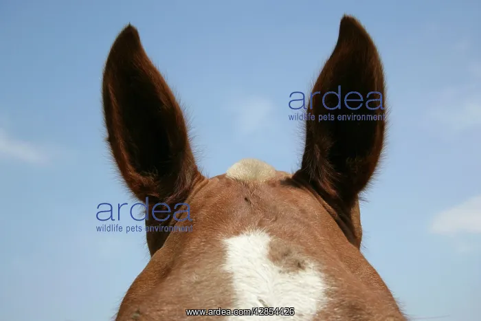 : Horse. Poll / top of head & ears : Horse. Poll / top of head & ears