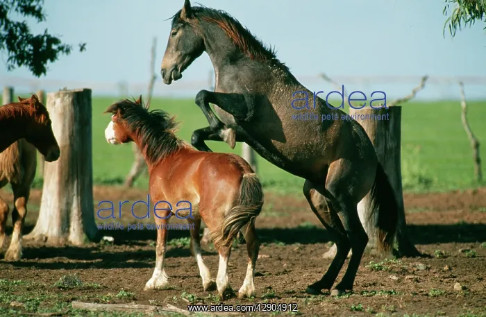  : Horse - two ponies play fighting