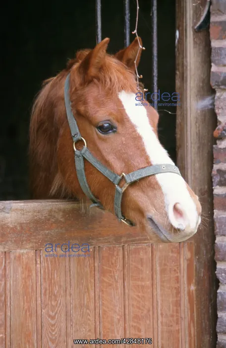  : HORSE - Pony head over stable door