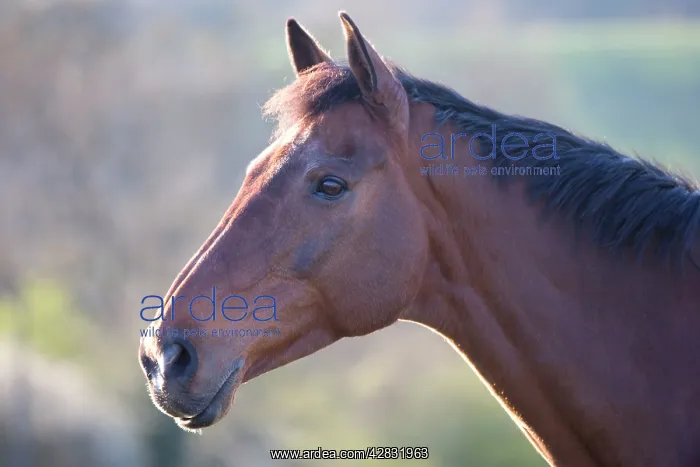  : Horse. Portrait of chestnut mare