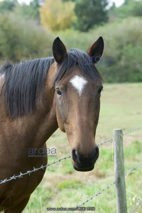 : Horse portrait in a meadow : Horse portrait in a meadow