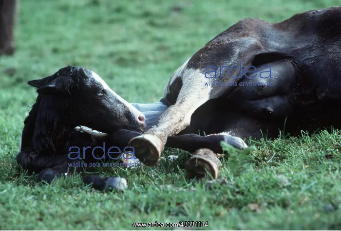 : HORSE - Pottock pony with foal being born. Brood mare : HORSE - Pottock pony with foal being born. Brood mare