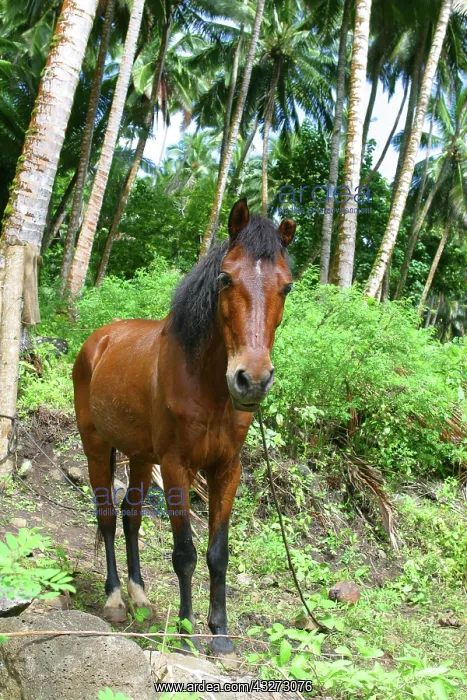 : Horse, Puamua, Hiva Oa, Marquesas, French : Horse, Puamua, Hiva Oa, Marquesas, French