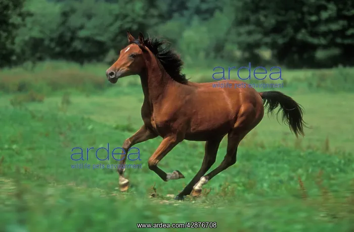  : Horse - Pure Blood Arab, galloping