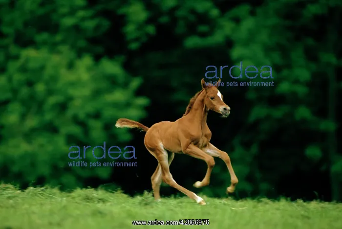 : Horse - Pure-bred Arab foal : Horse - Pure-bred Arab foal