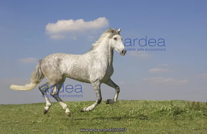: Horse - pure bred Spanish running : Horse - pure bred Spanish running
