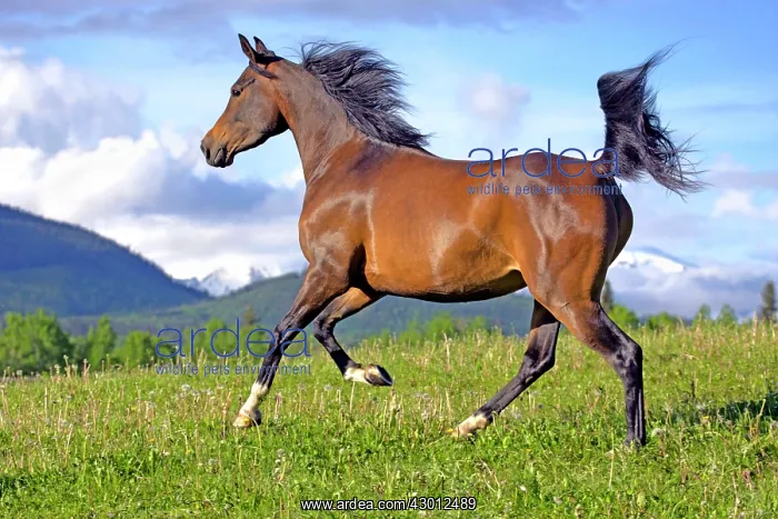 : Horse Purebred Bay Arabian mare running in meadow : Horse Purebred Bay Arabian mare running in meadow