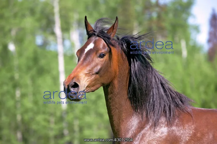 : Horse Purebred Bay Arabian portrait of mare cantering : Horse Purebred Bay Arabian portrait of mare cantering