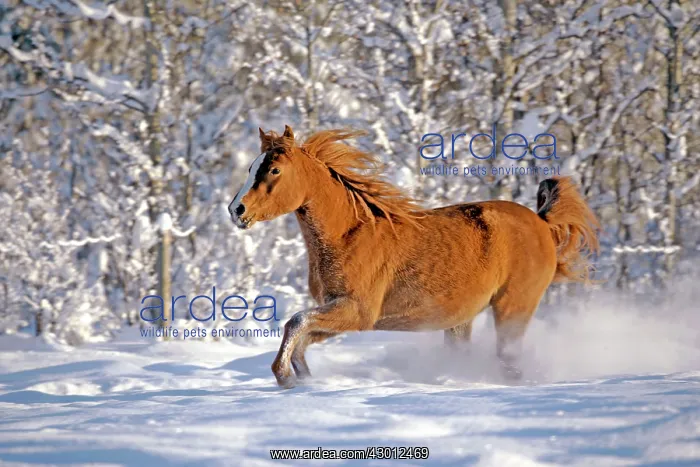 : Horse Purebred Chestnut Arabian mare running through : Horse Purebred Chestnut Arabian mare running through