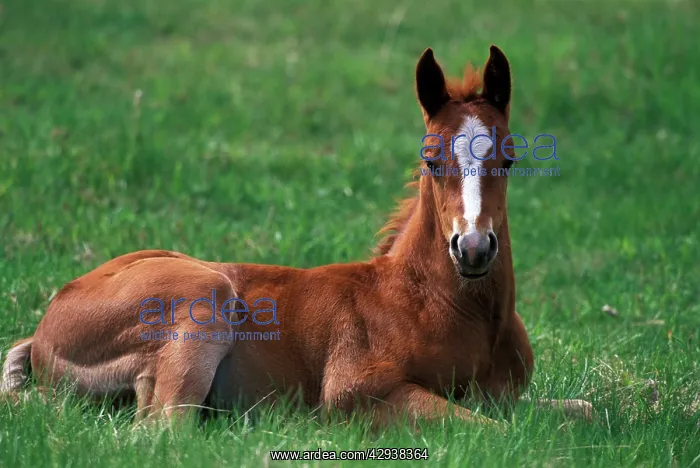 : Horse - Quarterhorse Foal : Horse - Quarterhorse Foal