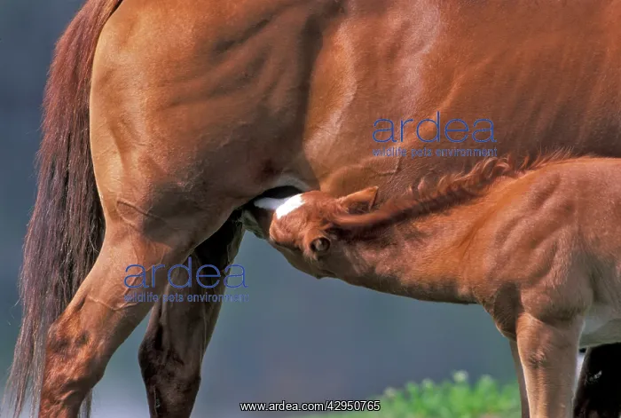  : Horse - Quarterhorse Foal drinking, closeup