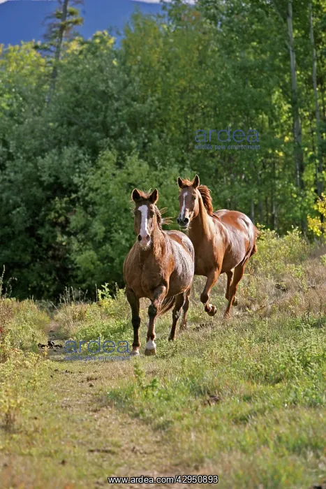 : Horse - Quarterhorse and Thoroughbred galloping : Horse - Quarterhorse and Thoroughbred galloping