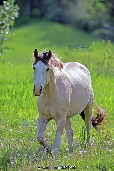  : Horse Quarterhorse walking in summer pasture