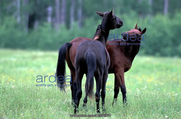 : Horse - two Quarterhorses in pasture, playfighting : Horse - two Quarterhorses in pasture, playfighting