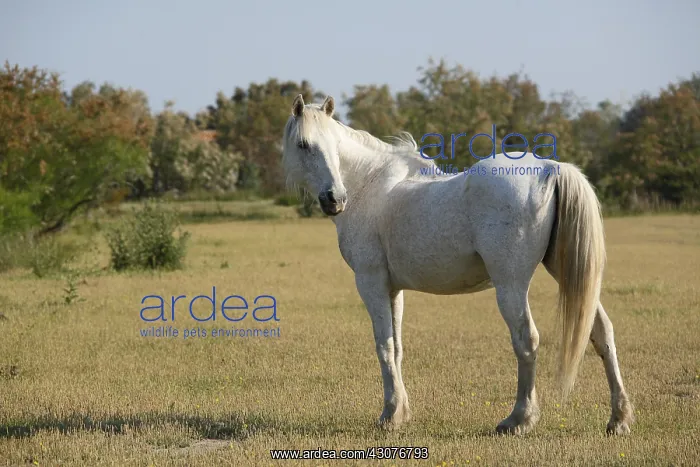 : Horse race Camarguaise NRP Camargue France : Horse race Camarguaise NRP Camargue France