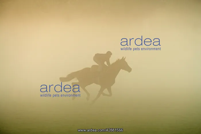 : Horse - racing on misty morning : Horse - racing on misty morning