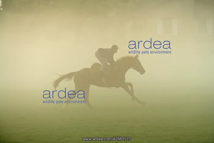 : Horse - racing on misty morning : Horse - racing on misty morning
