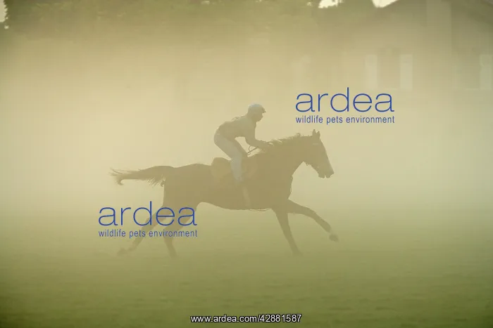 : Horse - racing on misty morning : Horse - racing on misty morning