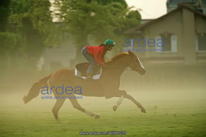 : Horse - racing on misty morning : Horse - racing on misty morning