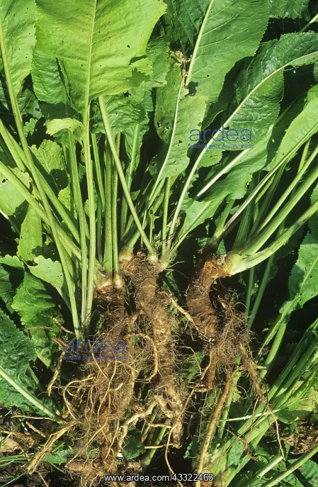 : Horse-radish roots : Horse-radish roots