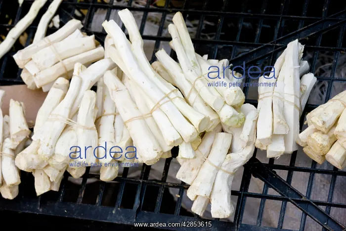 : Horse-radish roots for sale at Sigishoara fruit : Horse-radish roots for sale at Sigishoara fruit