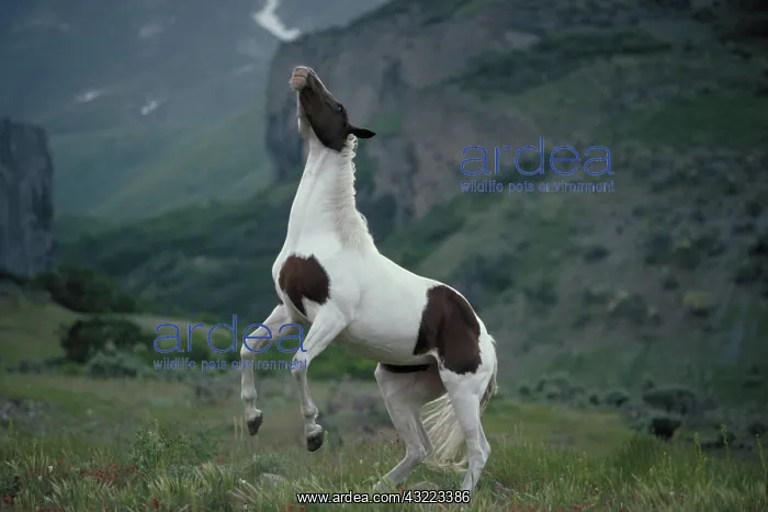 : Horse rearing up : Horse rearing up