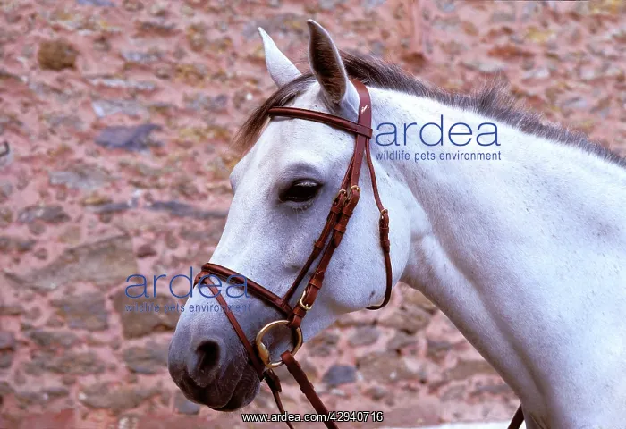  : Horse - with rein