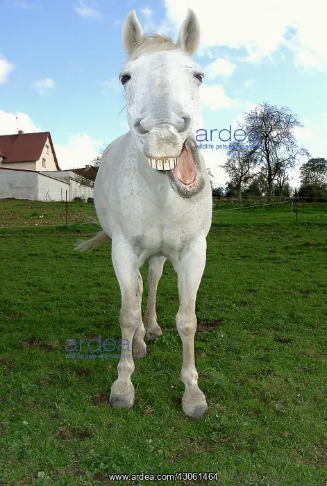 : Horse relaxing the jaw with a grimace Marne : Horse relaxing the jaw with a grimace Marne